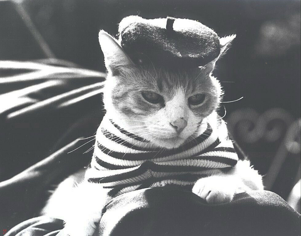 Gatti (285)